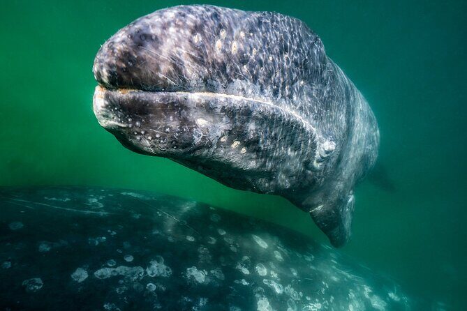 Gray Whale Watching Expedition at Magdalena Bay - Where This Tour Fits Best in Your La Paz Trip