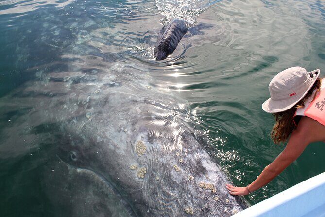 Gray Whale Watching Tour with Marine Biologist and Small Group - Key Highlights Worth Knowing