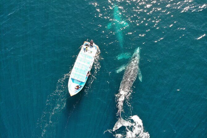 Gray Whale Watching Tour with Marine Biologist and Small Group - Small-Group Cruise (Up to 6): Why It Feels Different