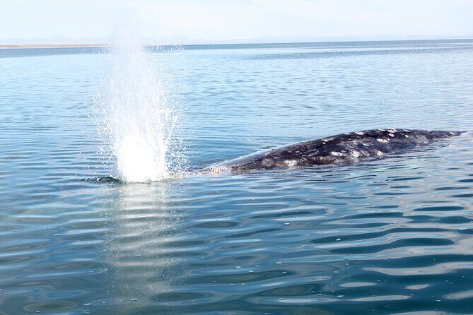 Gray Whale Watching Tour with Marine Biologist and Small Group - On Board with a Marine Biologist: Learning Without the Lecture Mood