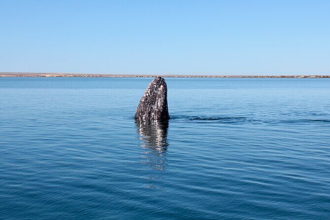 Gray Whale Watching Tour with Marine Biologist and Small Group - Three Hours on the Water: When to Expect Action