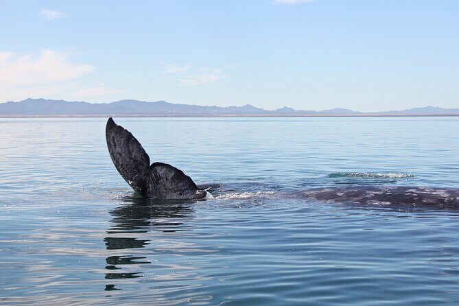 Gray Whale Watching Tour with Marine Biologist and Small Group - Eco-Conscious Viewing: Close Encounters Happen, But Not by Force