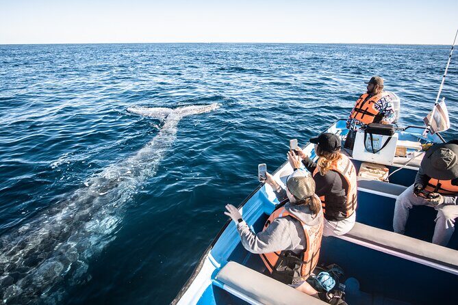 Gray Whale Watching Tour with Marine Biologist and Small Group - Lunch in Puerto Chale: Seafood, Local Ingredients, Real Break