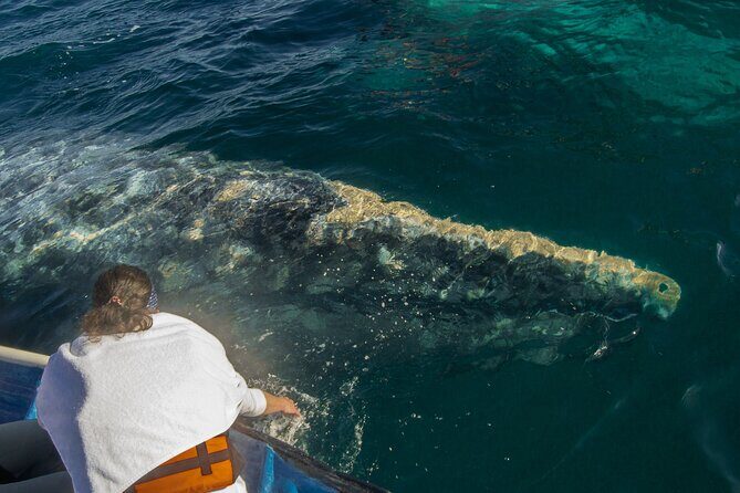 Gray Whale Watching Tour with Marine Biologist and Small Group - What to Pack: Sun, Wind, Cold, and a Long Day