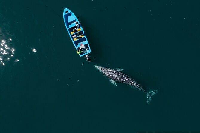 Gray Whales Watching in Magdalena Bay - The long drive: where the morning energy actually goes
