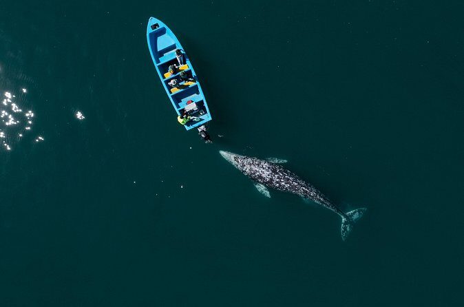 Gray Whales Watching in Magdalena Bay - On the water in a panga: comfort, viewing, and boat-day realities