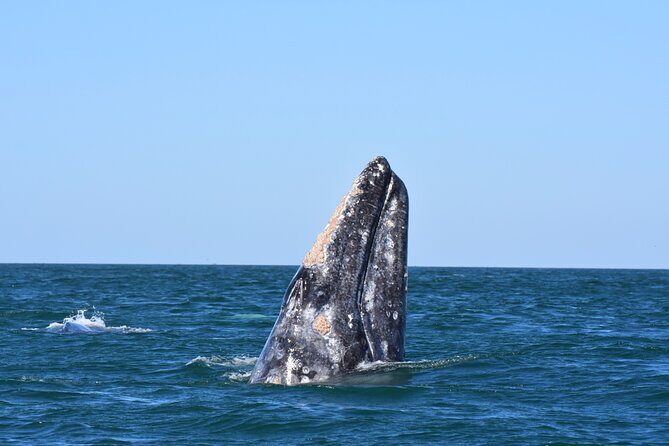 Gray Whales Watching in Magdalena Bay - Food stops: breakfast is included, lunch is a choice