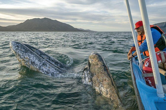Gray Whales Watching in Magdalena Bay - Who this tour suits best in La Paz