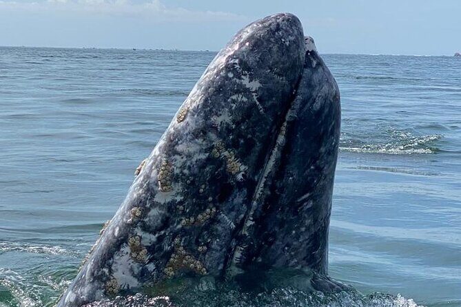 Gray Whales Watching in Magdalena Bay - A few booking tips to improve your odds