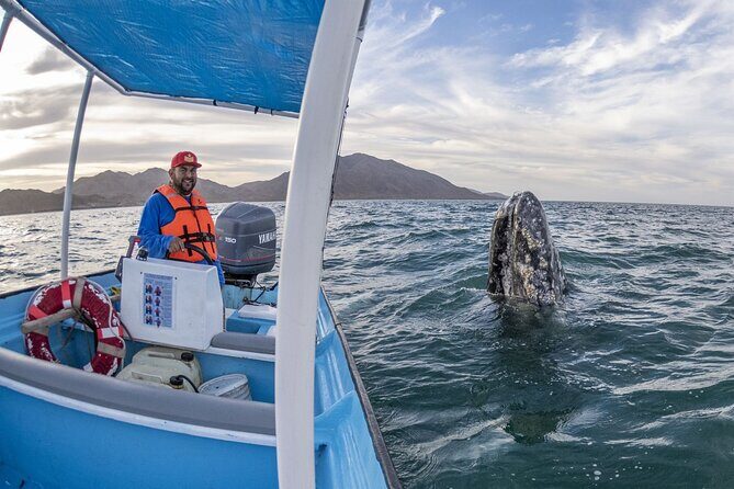 Gray Whales Watching in Magdalena Bay - Whale watching at Magdalena Bay: what you’re really paying for