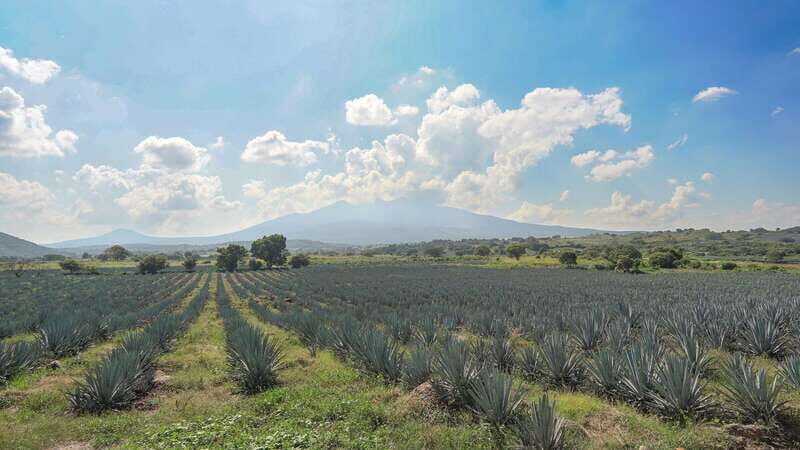 Guadalajara: Premium Tequila Tour with Tastings and Pairings - Key highlights worth planning for