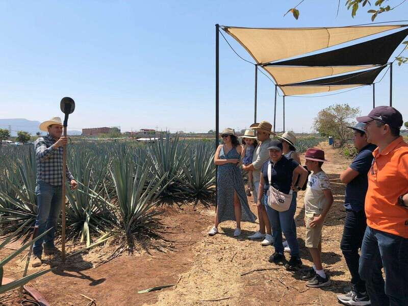 Guadalajara: Premium Tequila Tour with Tastings and Pairings - Tequila town time: streets to shop, eat, and see big names