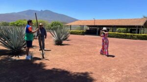 Guadalajara: Tequila Day Trip with Jose Cuervo Option - Traditional Distillery Tour: How Tequila Is Made (Not Just Served)