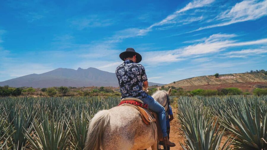 Guadalajara: Tequila Day Trip with Jose Cuervo Option - Tastings With Oak Aging: What to Watch For in Your Glass