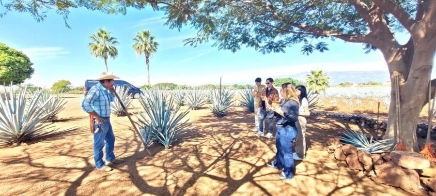 Guadalajara: Tequila Day Trip with Jose Cuervo Option - José Cuervo Distillery Option: When the Second Stop Is Worth It