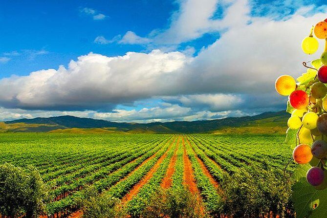 Guadalupe Valley Wine Route Tour in Baja California - Valle de Guadalupe from Ensenada: why this route works so well