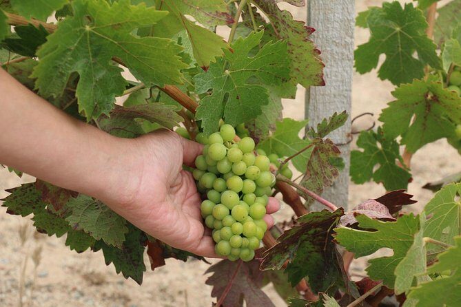 Guadalupe Valley Wine Route Tour in Baja California - Winery tastings and the gourmet restaurant: how to budget and what’s included