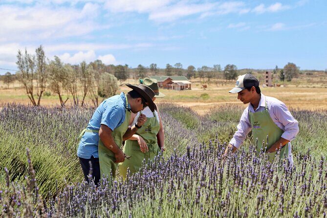 Guided Lavender Experience: Cultivation, Uses and Tasting - Key highlights worth your time