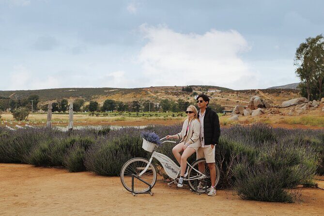 Guided Lavender Experience: Cultivation, Uses and Tasting - Lavender tasting: what to expect from the dessert and drink