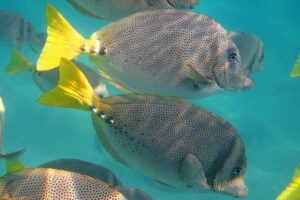 Guided Tour Los Cabos: Boat | Tacos & Tequila | Photos & Transfer - Cabo San Lucas Marina Moments and the Optional Boat Ride to the Arch