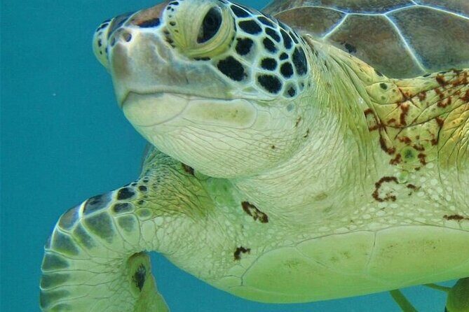 Half Day Akumal Beach Swim and Snorkel with Turtles Experience - Snorkel setup, turtle fee, and why sunscreen is a big deal here