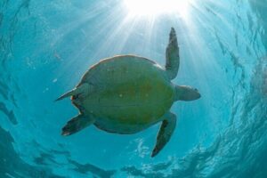 Half Day Akumal Beach Swim and Snorkel with Turtles Experience - The turtle swim at Akumal: what you’re really looking at