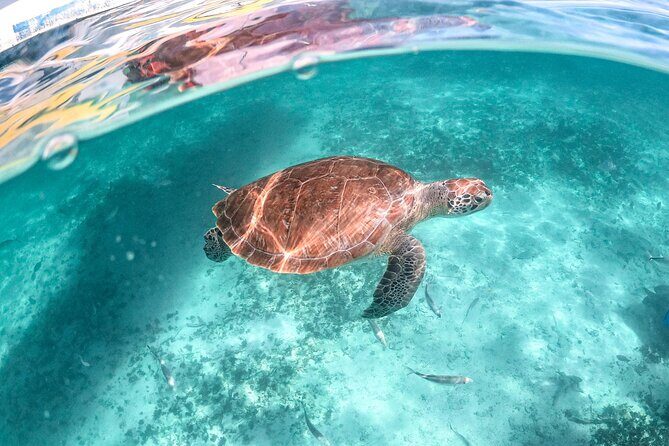 Half Day Akumal Beach Swim and Snorkel with Turtles Experience - Guide experience: communication and in-water coaching