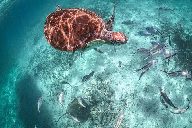 Half Day Akumal Beach Swim and Snorkel with Turtles Experience - Who this half-day tour is best for (and who should rethink it)