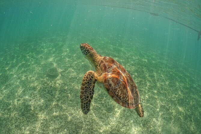 Half Day Akumal Beach Swim and Snorkel with Turtles Experience - Practical tips to make your day run smoothly