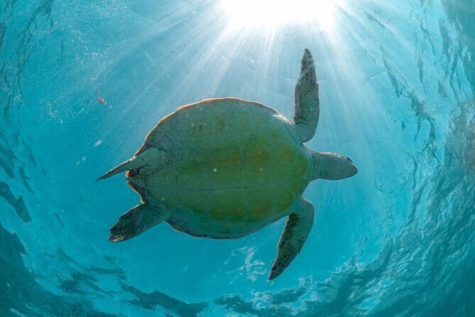 Half Day Akumal Beach Swim and Snorkel with Turtles Experience - The turtle swim at Akumal: what you’re really looking at