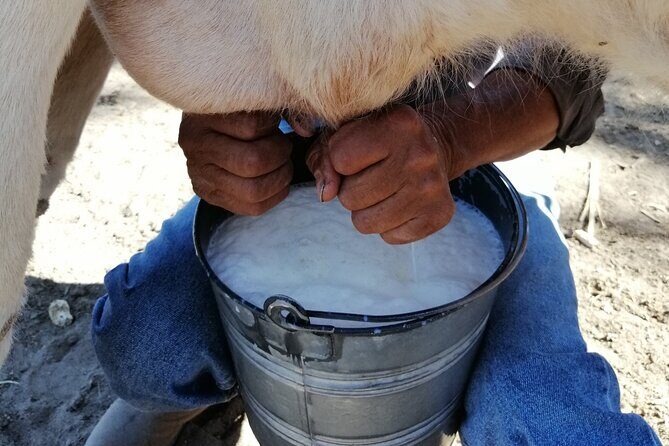 Half Day Excursion - Horseback Riding Adventure in SMA - 3 hours on horseback: views, canters, and real terrain