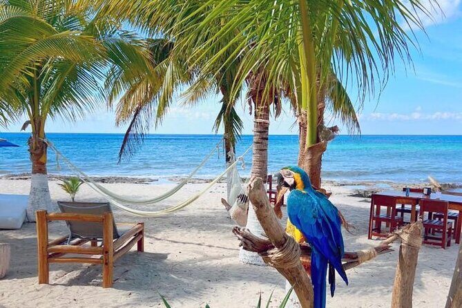 Half-Day Island Tour with Mayan Experience & Beach Break - Who Should Book This Cozumel Half-Day Tour (and Who Might Prefer Something Else)
