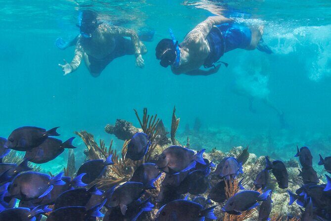 Half-Day Luxury Sailing Experience in Tulum with Open Bar - Puerto Aventuras Water Time: What Snorkeling Really Feels Like