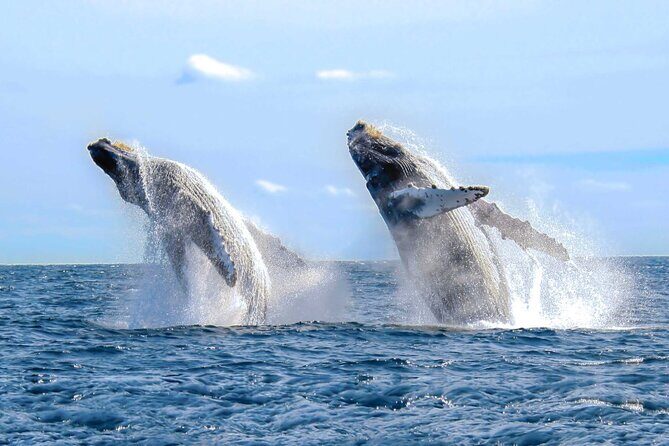 Half Day Private Sailing Cruise Puerto Vallarta with Snorkeling - Price and Value: $812.50 Per Group Up to 15