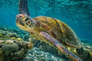 Half-Day Puerto Morelos Snorkeling Experience with Lunch - Lunch on the Beach: Tacos Are Included, Portion Size Varies