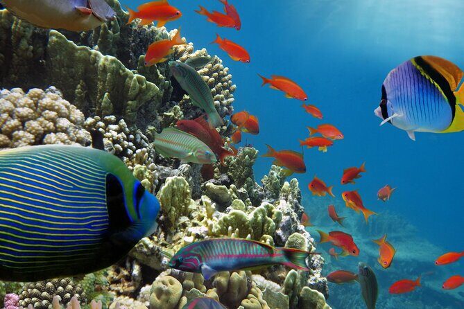 Half-Day Puerto Morelos Snorkeling Experience with Lunch - Free Time in Puerto Morelos: Walk the Main Plaza