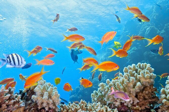 Half-Day Puerto Morelos Snorkeling Experience with Lunch - Getting There: Pickup, Meeting Point, and Timing Reality