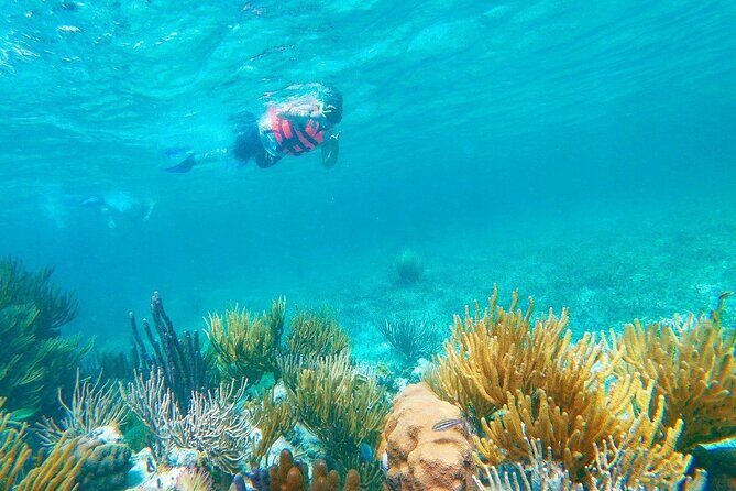Half-Day Puerto Morelos Snorkeling Experience with Lunch - Equipment, Photos, and the Camera No-Story