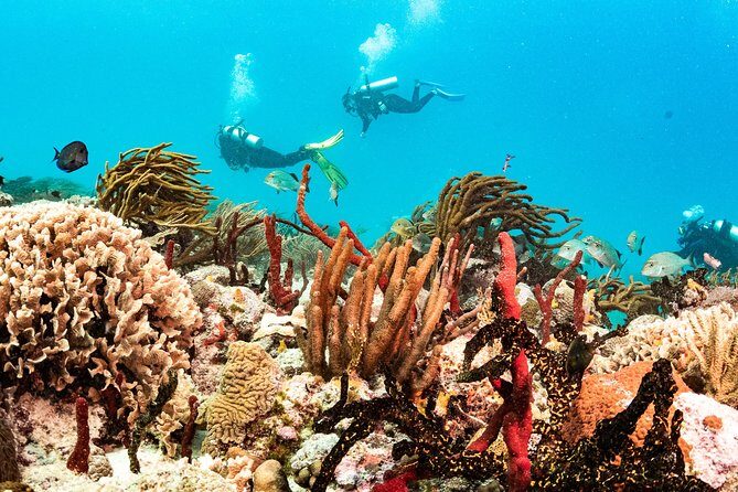 Half-Day Scuba Diving in Playa del Carmen for Small-Group - Arriving at Tank-Ha: your start point in Playa del Carmen