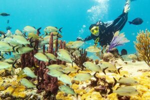 Half-Day Scuba Diving in Playa del Carmen for Small-Group - Small-group energy plus a serious safety briefing