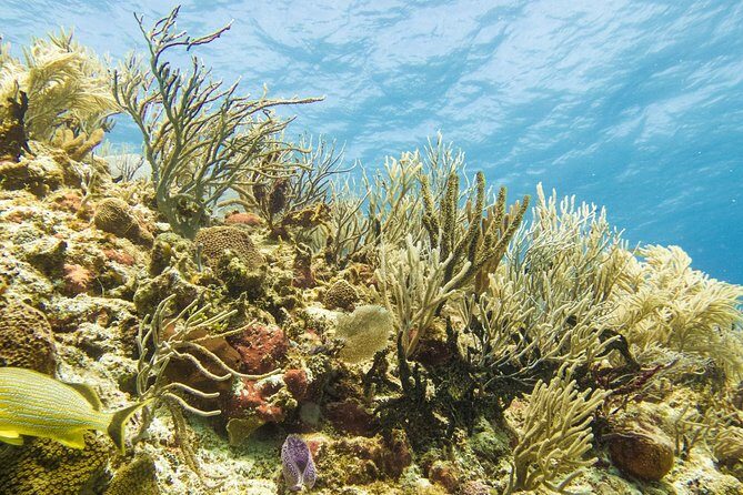 Half-Day Scuba Diving in Playa del Carmen for Small-Group - What your half-day looks like: two reefs, two underwater sessions