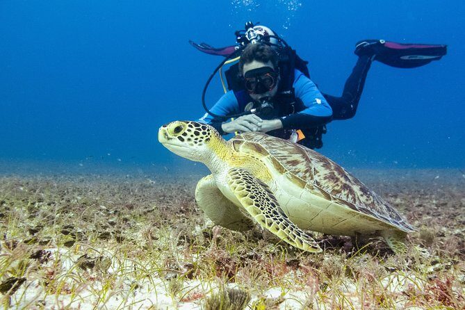 Half-Day Scuba Diving in Playa del Carmen for Small-Group - Wildlife spotting: moray eels, turtles, and the surprise moments