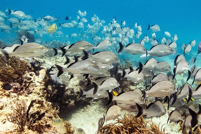 Half-Day Scuba Diving in Playa del Carmen for Small-Group - Boat-side reality check: waves happen, so pack smart