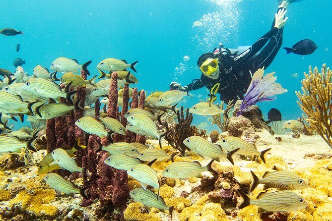 Half-Day Scuba Diving in Playa del Carmen for Small-Group - Small-group energy plus a serious safety briefing
