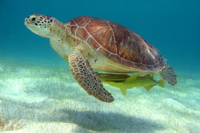 Half-Day Sea Turtle and Cenote Snorkeling Tour from Cancun & Riviera Maya - Akumal Beach first: why sea turtle snorkeling works best early
