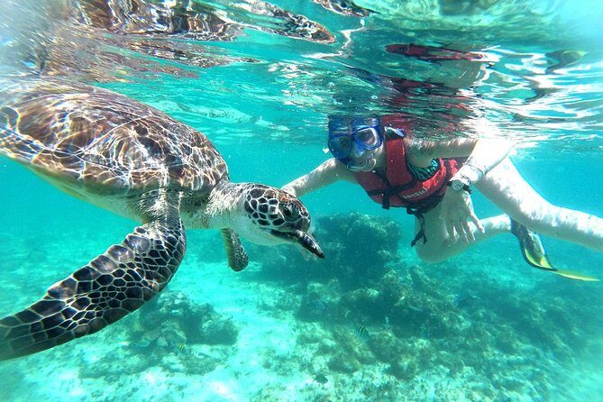 Half-Day Sea Turtle and Cenote Snorkeling Tour from Cancun & Riviera Maya - Should you book the Half-Day Sea Turtle and Cenote Snorkeling Tour?