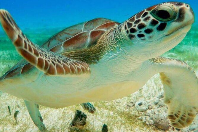 Half Day Semiprivate Snorkeling with Turtles and Majestic Cenote - How this half-day turtle and cenote route works