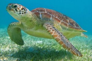 Half Day Semiprivate Snorkeling with Turtles and Majestic Cenote - The secret nature food stop: Mayan flautas, rice, beans, lemonade
