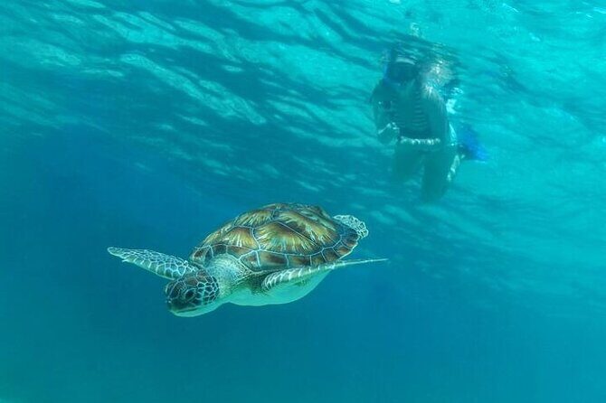 Half Day Semiprivate Snorkeling with Turtles and Majestic Cenote - Pickup, meeting points, and how the day stays organized