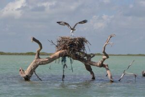 Half-Day Tour Discovering Sian Ka´an with Lunch - Timing, pickup, and the real-world logistics from Tulum